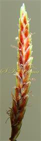  Spikelet